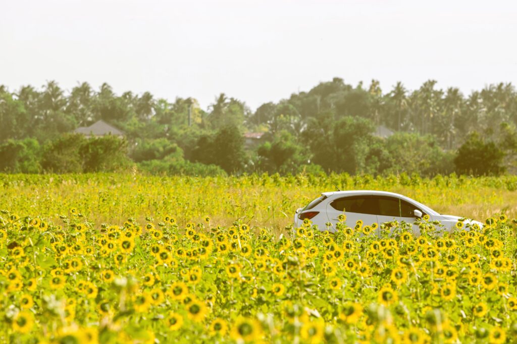 car in the middle of a field of sunflowers